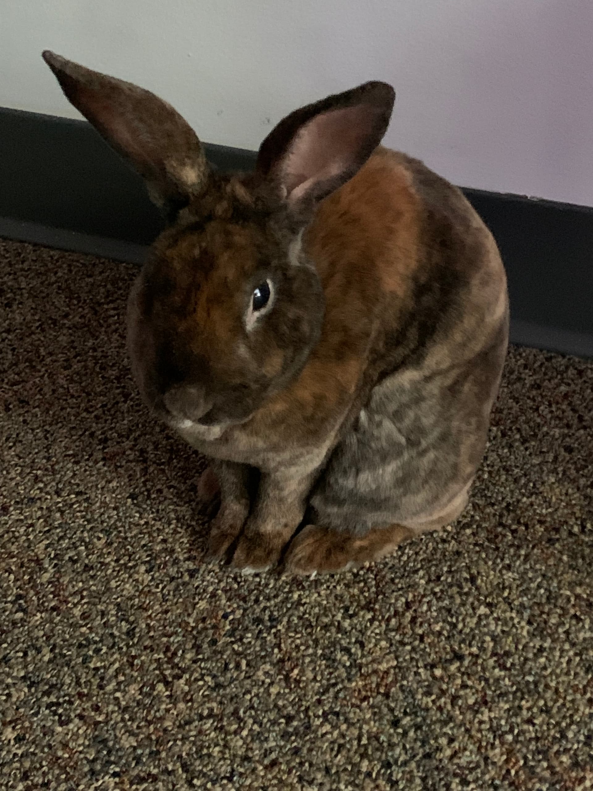 Benny image 3