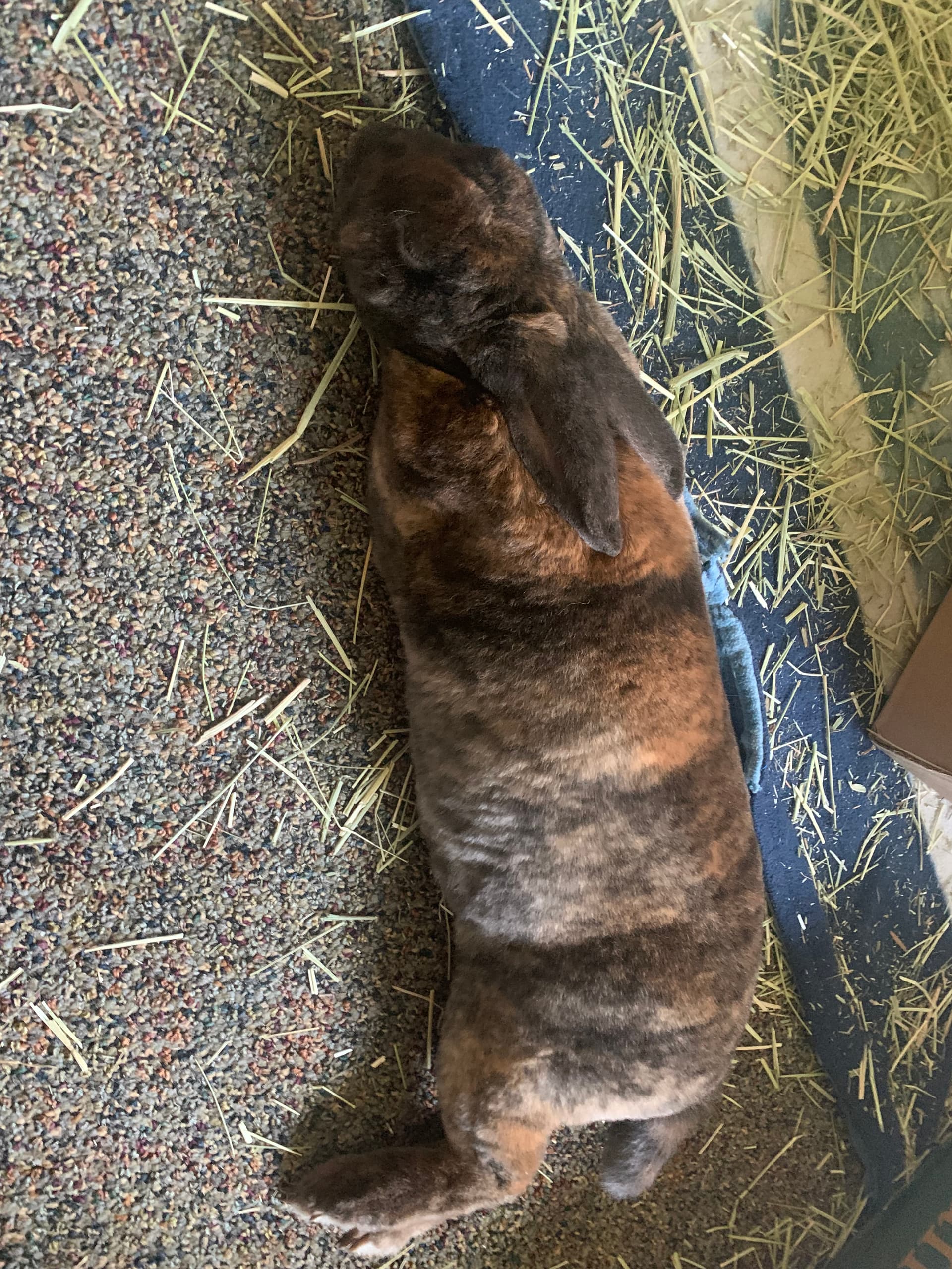 Benny image 11