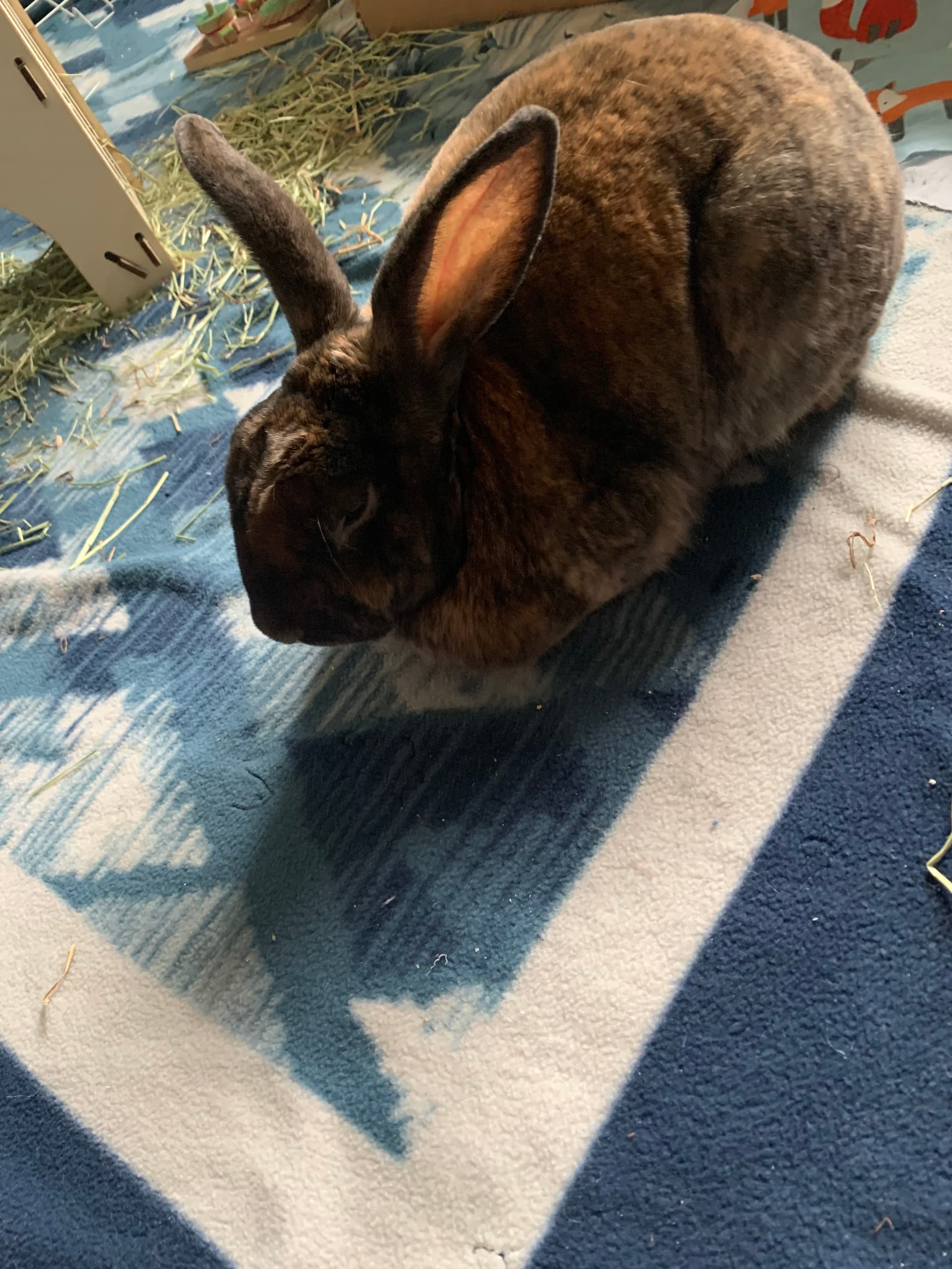 Benny image 14