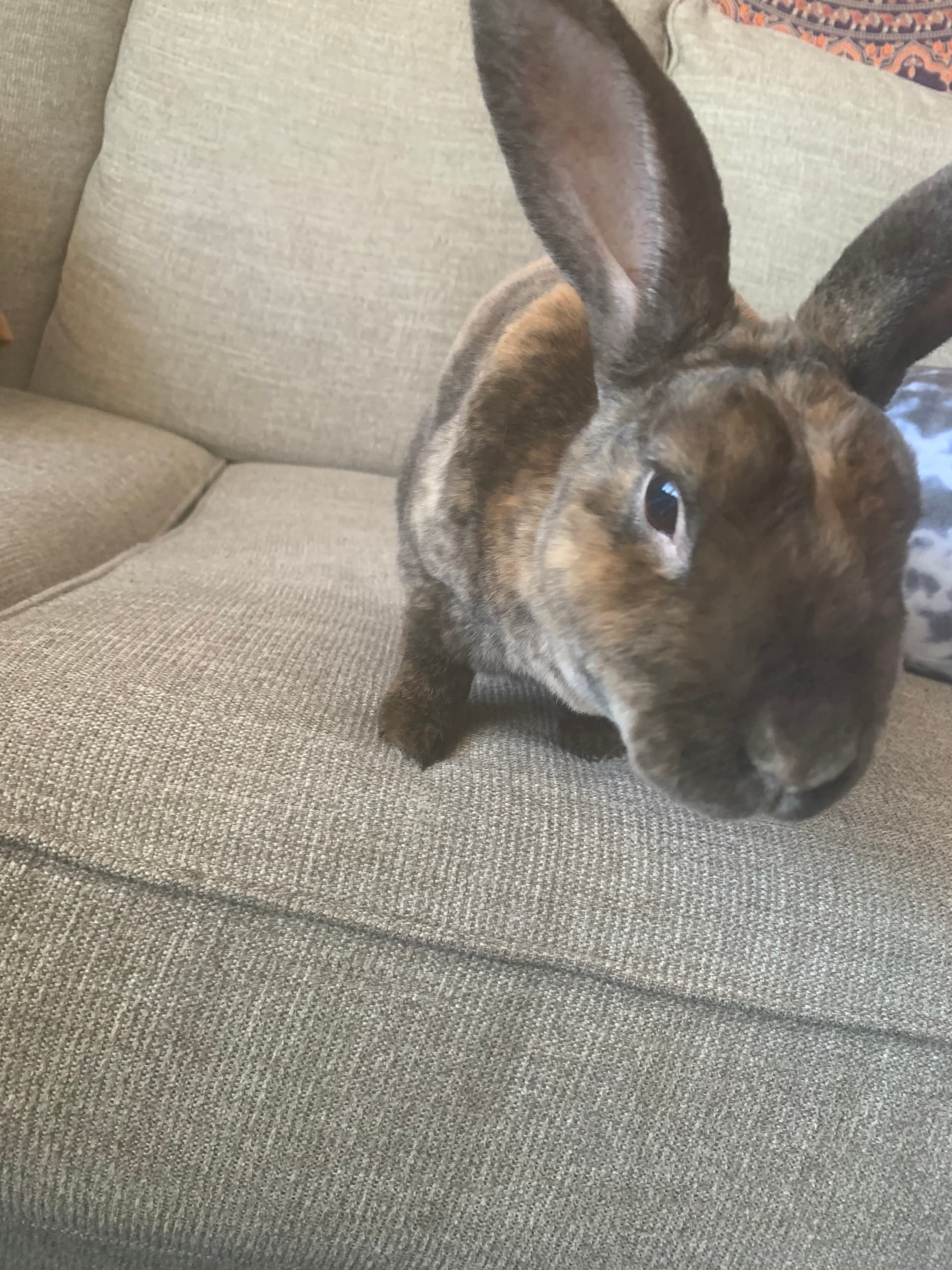 Benny image 15