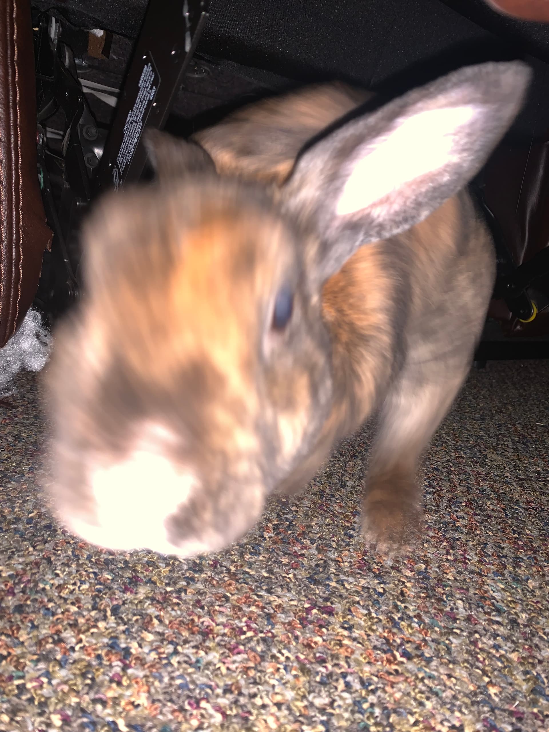 Benny image 16