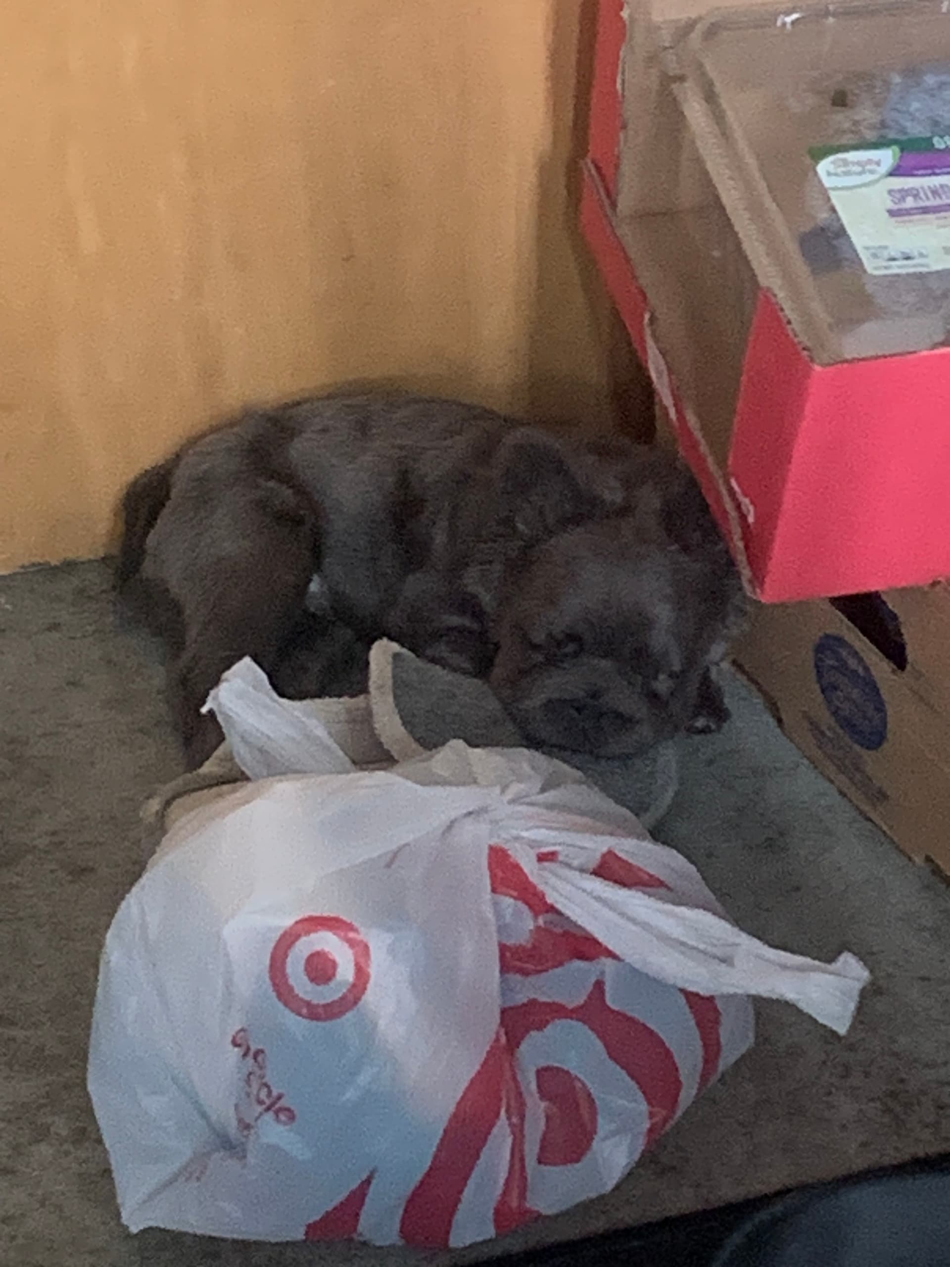 Chuy image 3