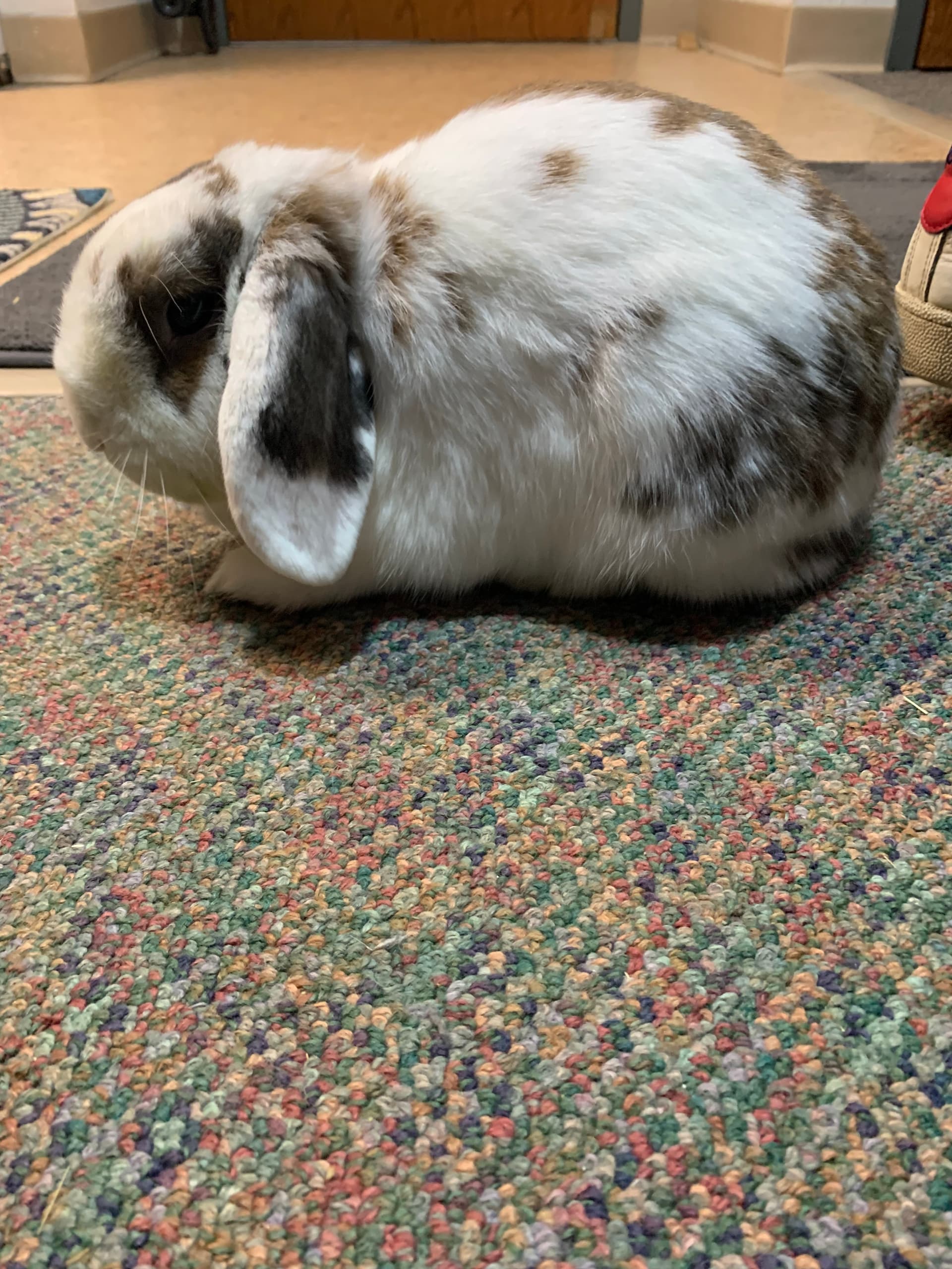 Ernie image 8