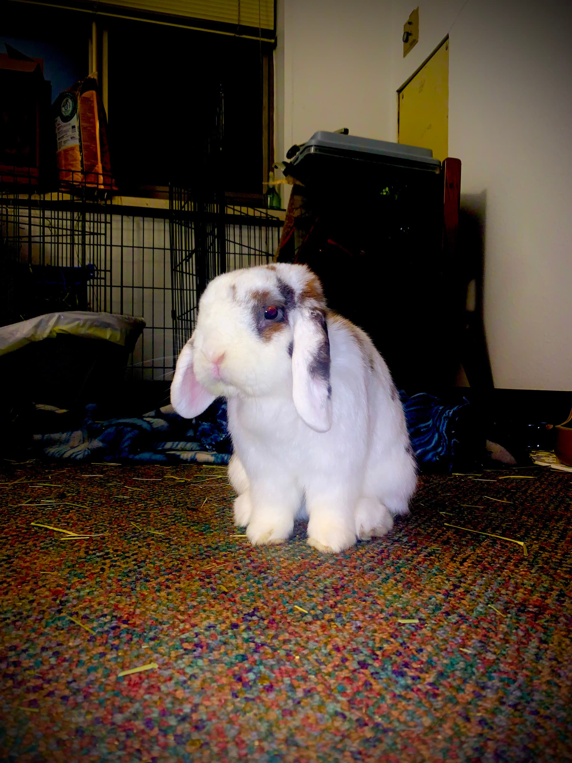 Ernie image 11