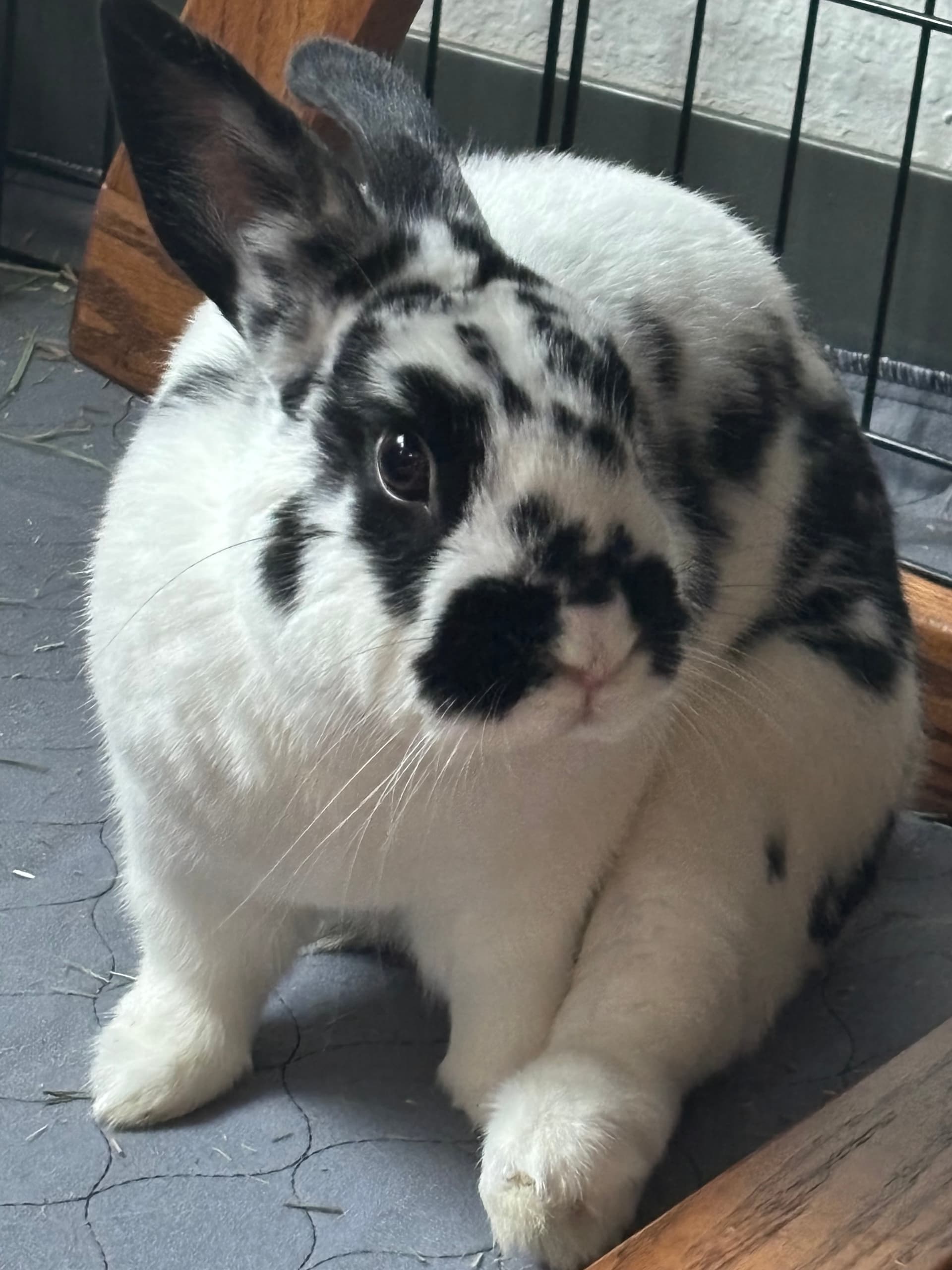Maisy image 1