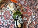 Maisy image 4